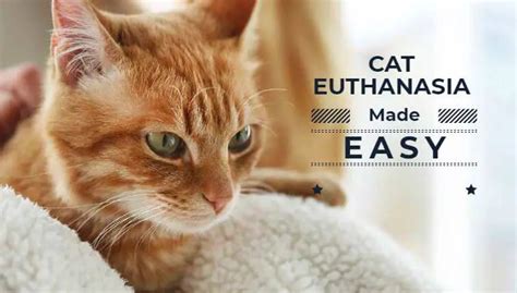 Cat euthanasia do it yourself benadryl - 3- Euthanize By Sleeping Pills. Giving sleeping pills is somehow the best way to provide you with a Dearest pet cat, a painless death. Pentobarbital Sodium is known to be a high anesthetic drug. It can be served in two ways either by injecting in …